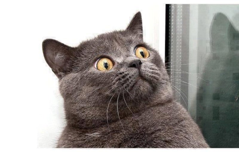 Офигевшее лицо кота