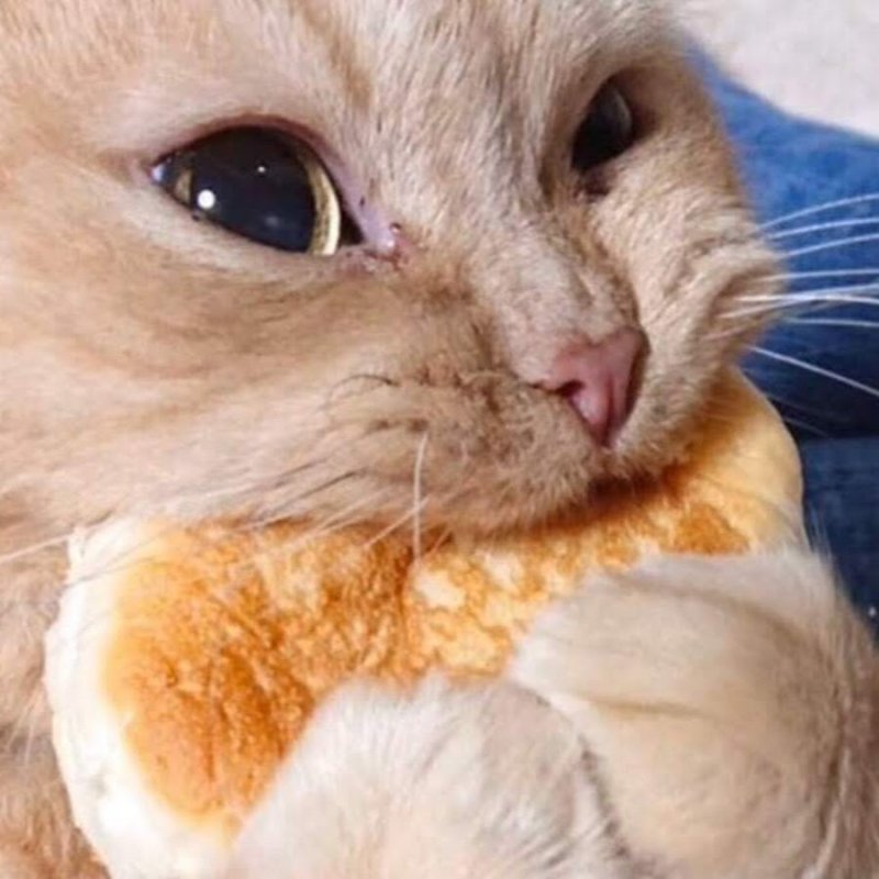 Котик кушает