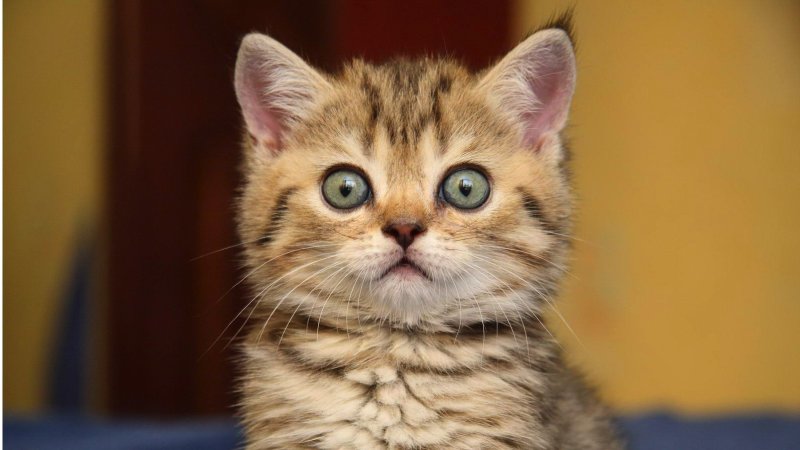 Котики смешные