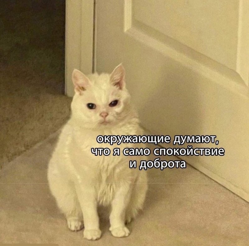 Кошка Мем