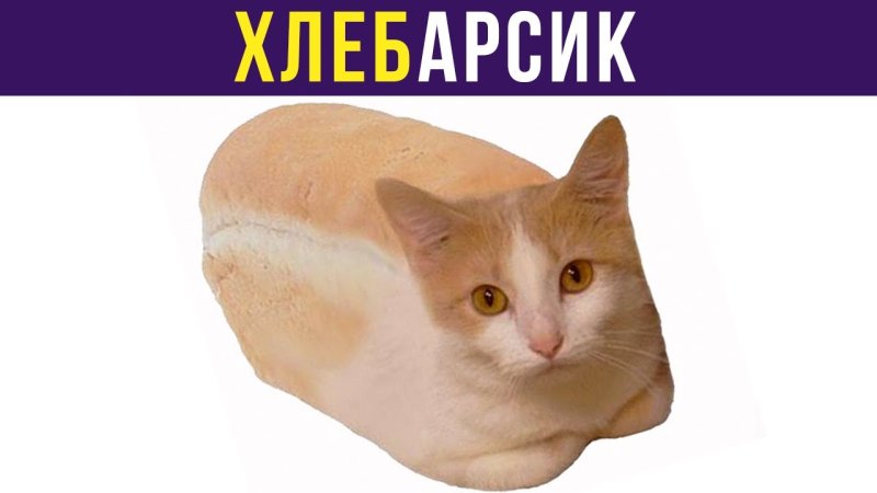 Кот хлеб Мем