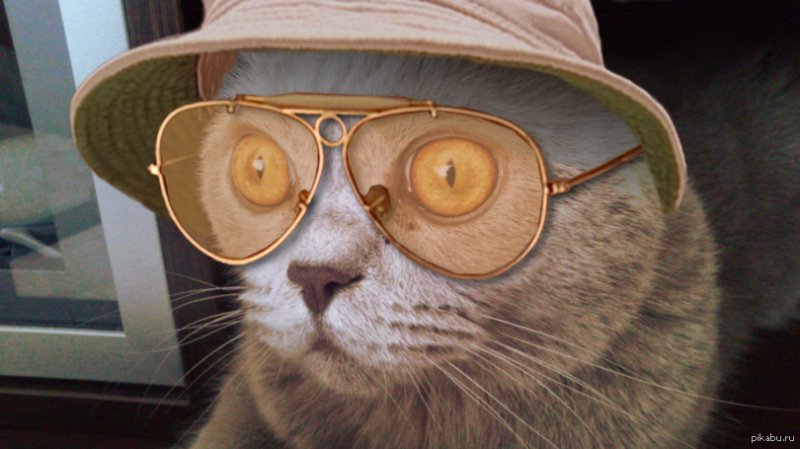 Котик с очками