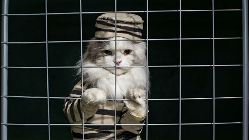 Котенок за решеткой