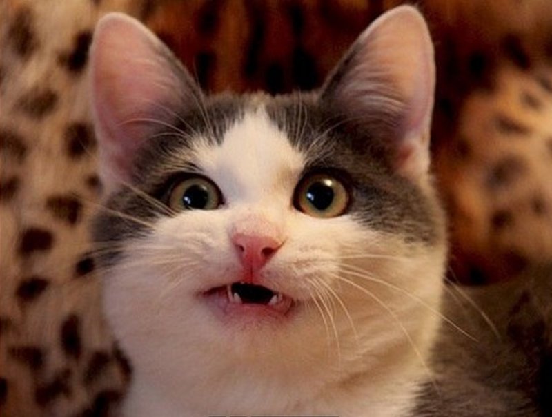 Удивленный кот