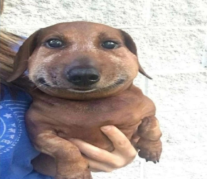 Смешные собаки