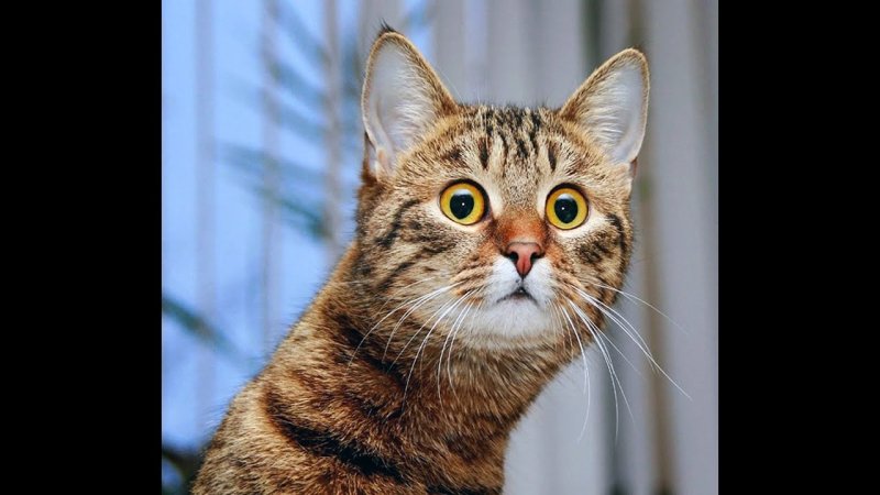 Котик удивление