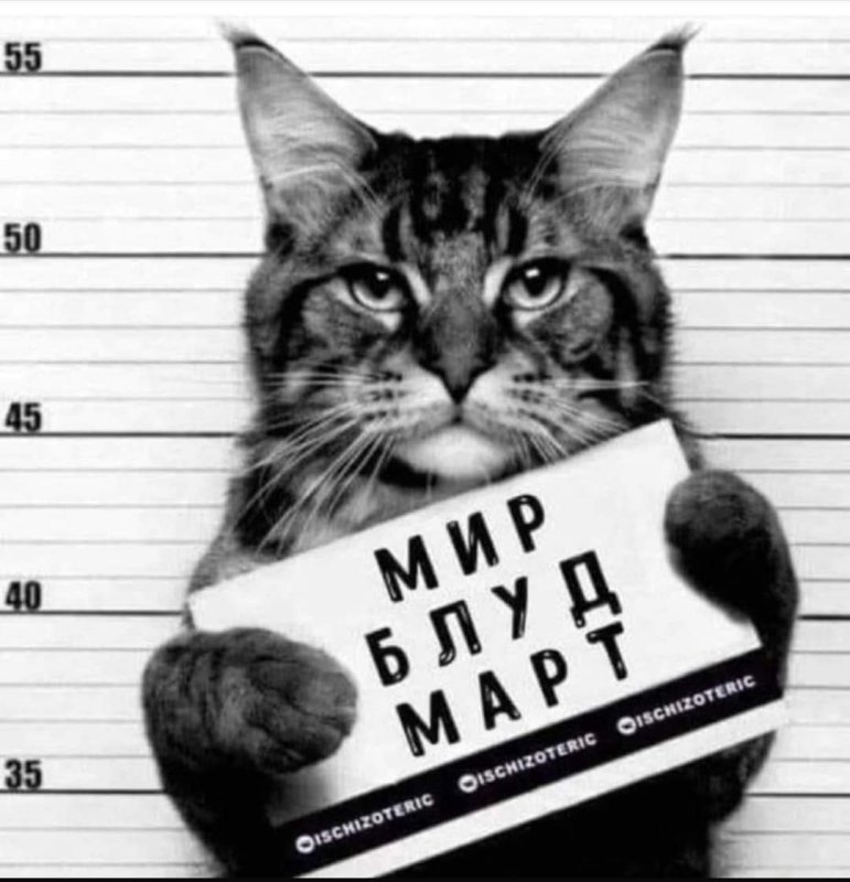 Кот с табличкой