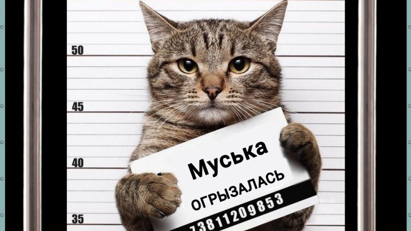 Кот преступник с табличкой