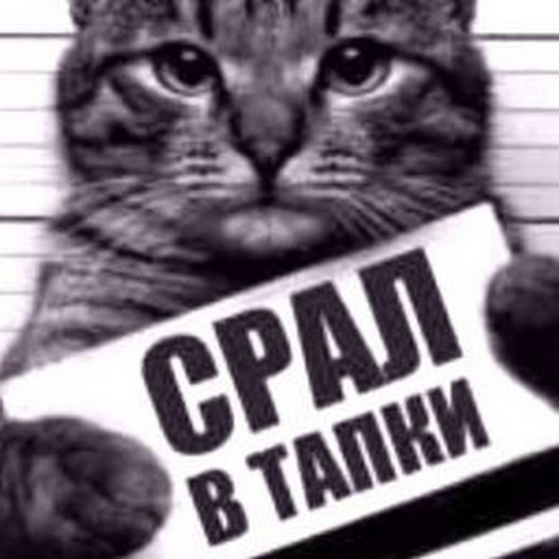 Кот преступник с табличкой