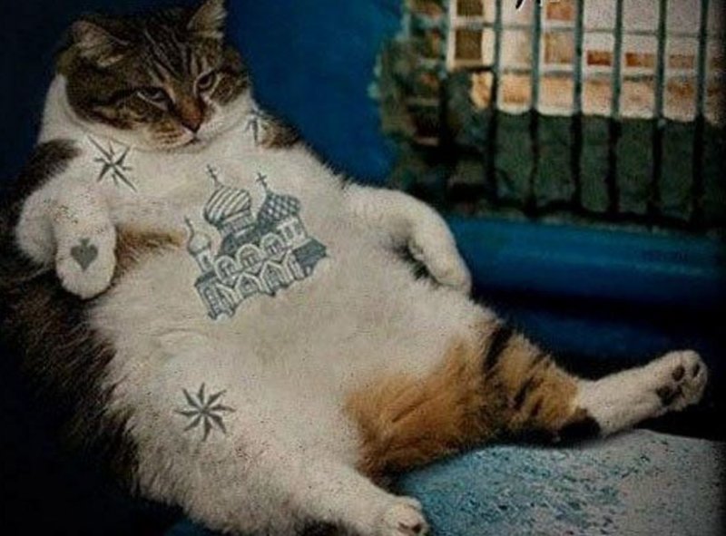 Фото блатных котов