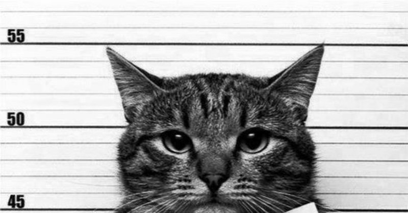 Кот с табличкой