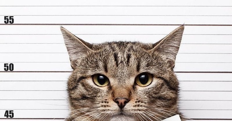 Кот с табличкой в лапах