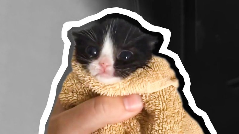 Маленький котенок Мем