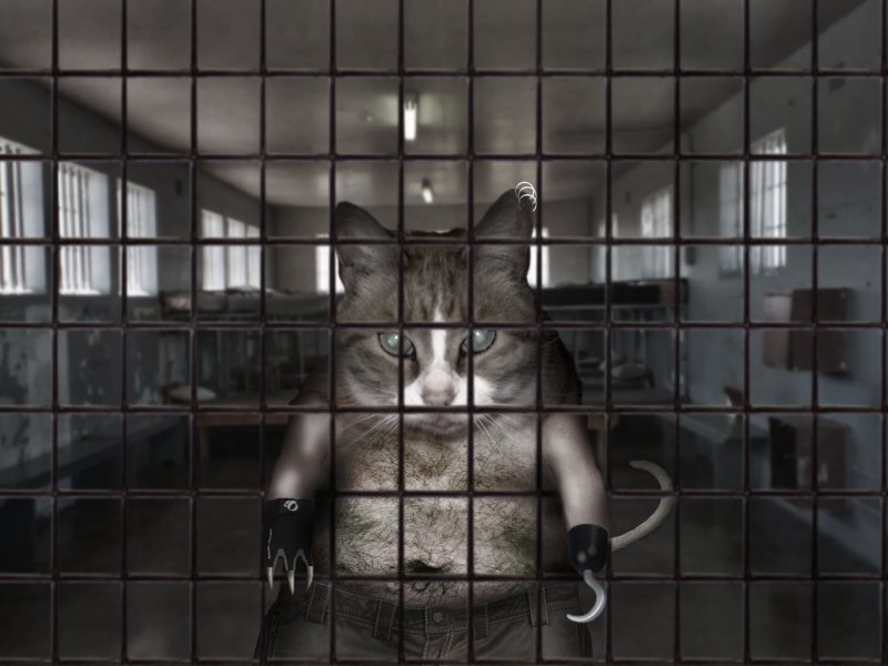 Тюрьма для котов