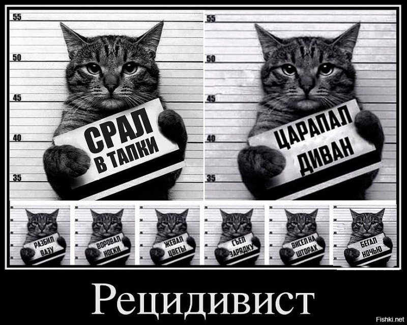Кот рецидивист с надписями