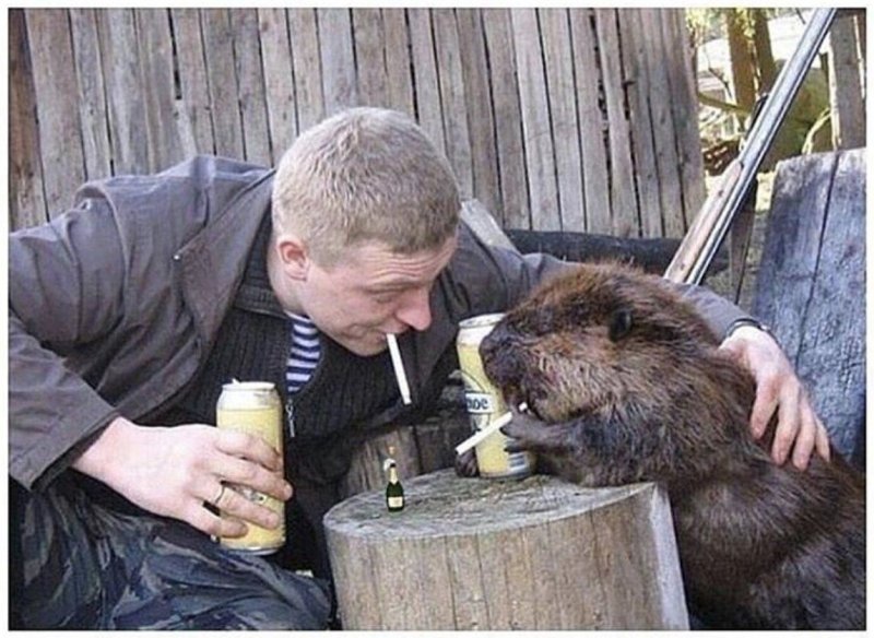Приколы с бобром