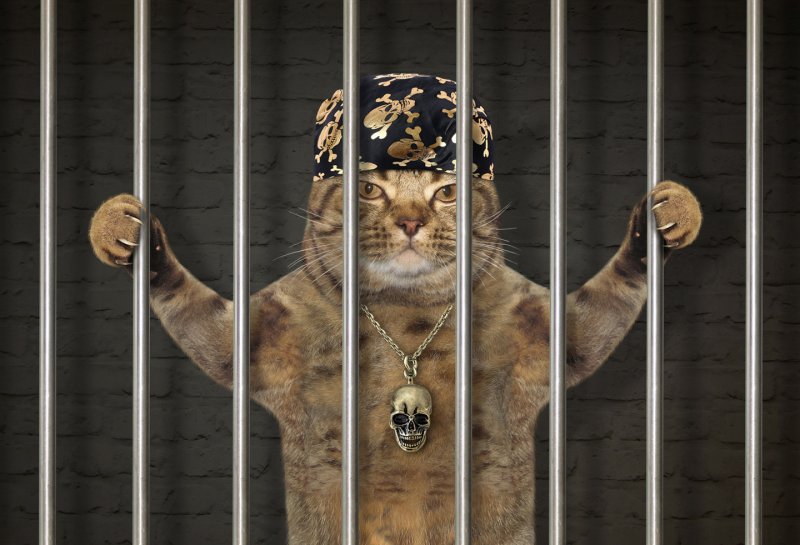 Кот за решеткой