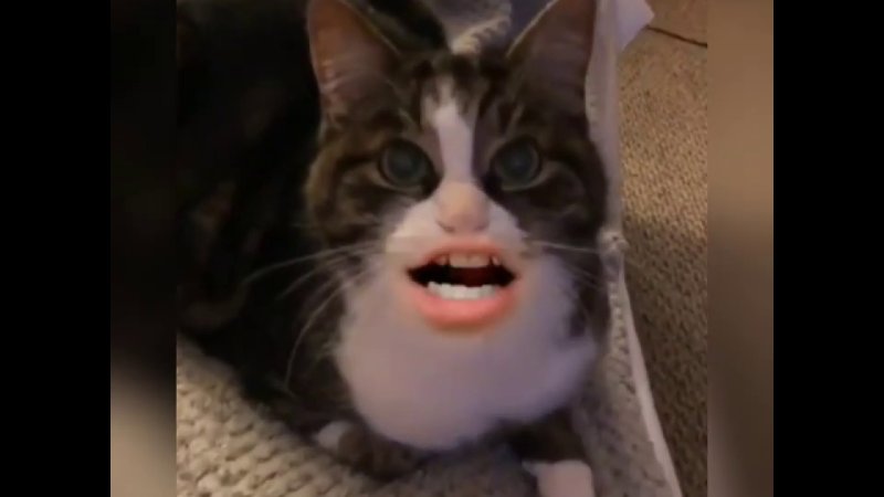Кот с говорящим ртом