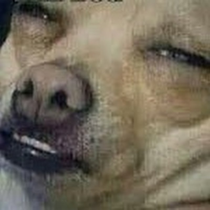 Собачка с прищуренными глазами