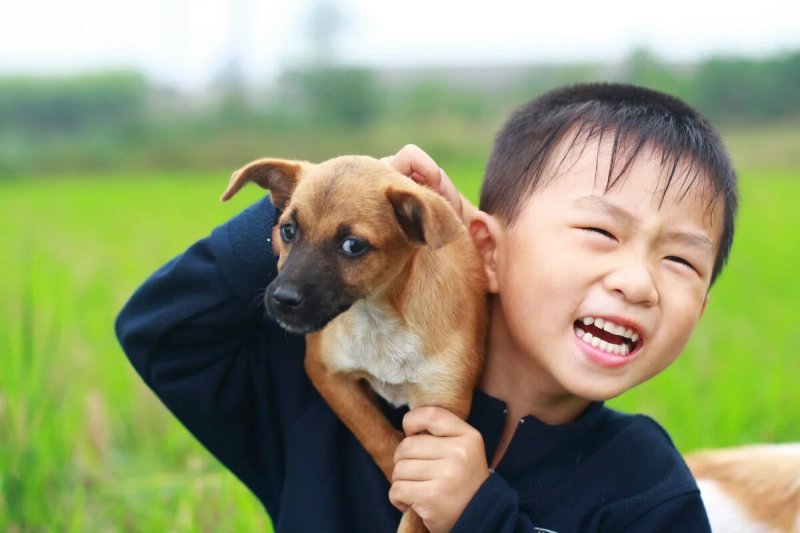 Корейские породы собак