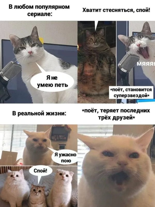 Мемы с котом