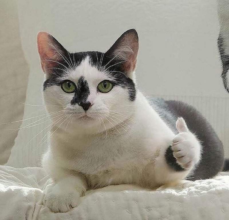 Коты показывают большой палец