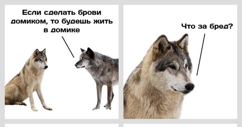 Мемы про Волков