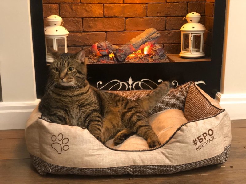 Кот Виктор Аэрофлот