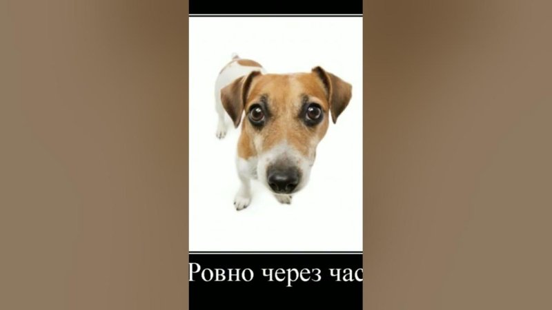 Мем пофиг тебе да