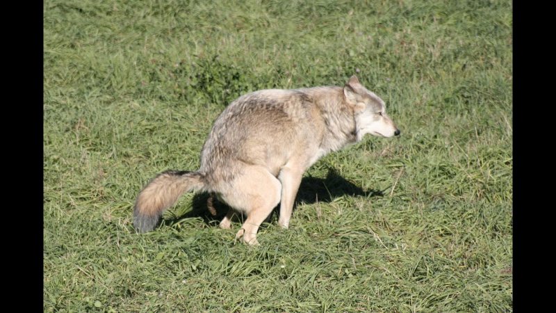 Щас лайк поставлю волк