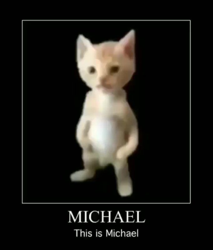 Котёнок стоящий на задних лапах