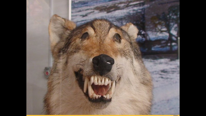 Упоротый волк