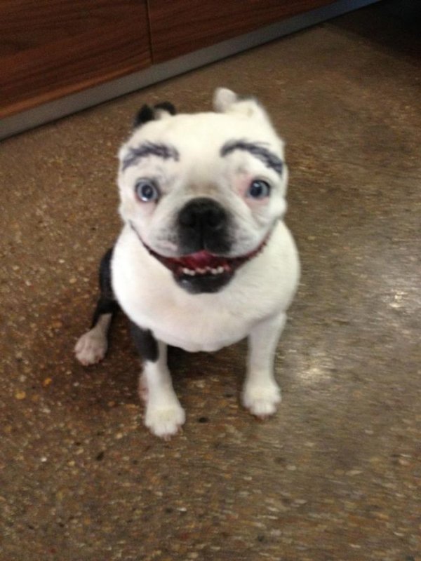 Собака чихуа с бровями