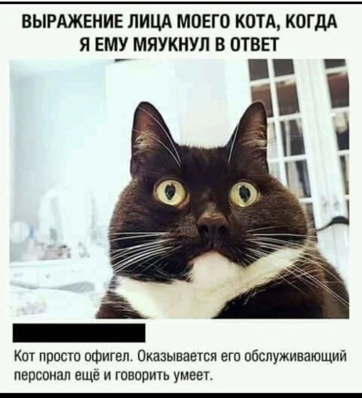Коты Мем