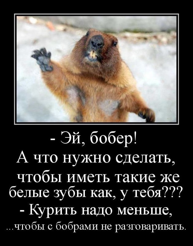 Шутки про Бобров