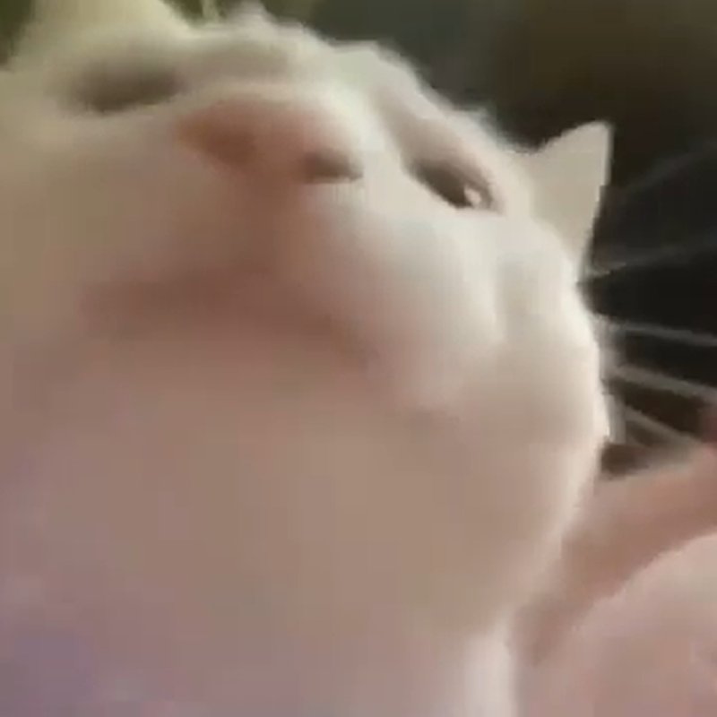 Кот кивает головой