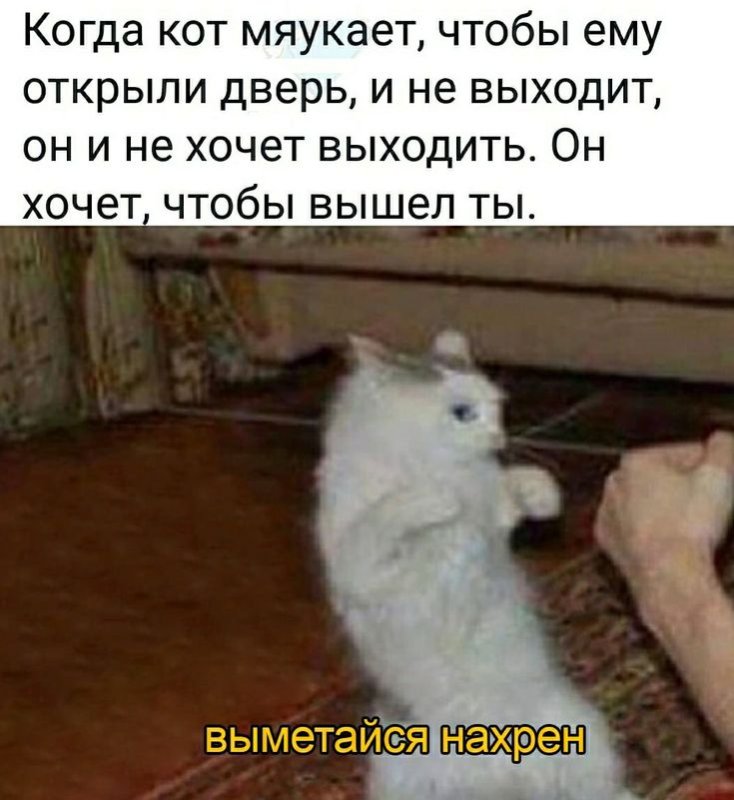 Кот не хочет выходить