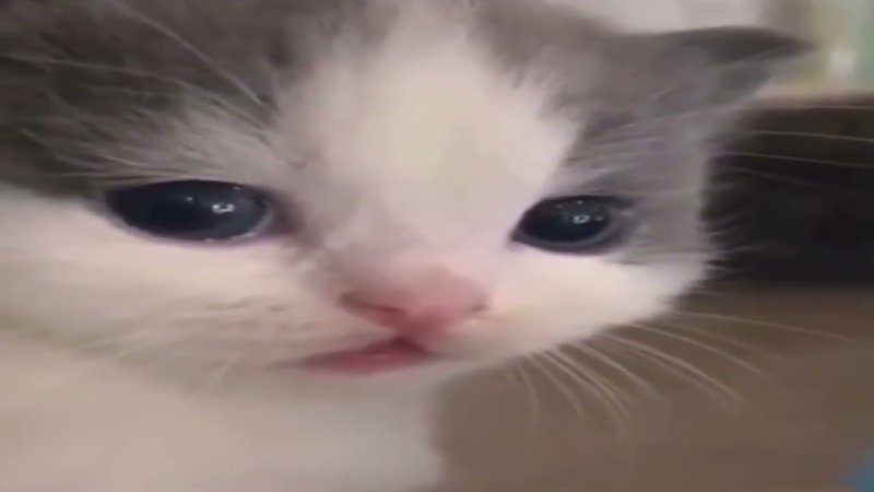 Милый кот поворачивается