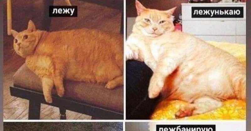 Лежачий кот мемы
