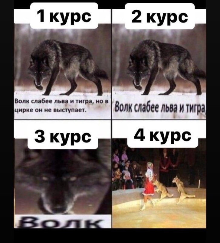 Мемы про Волков