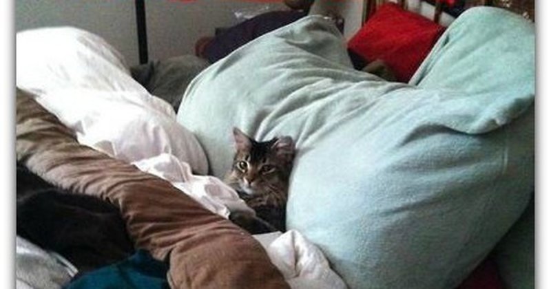 Котик в постели Мем