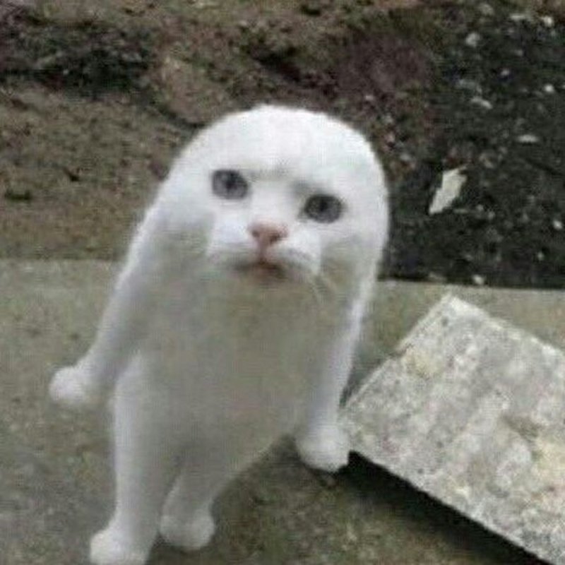 Белый котенок Мем