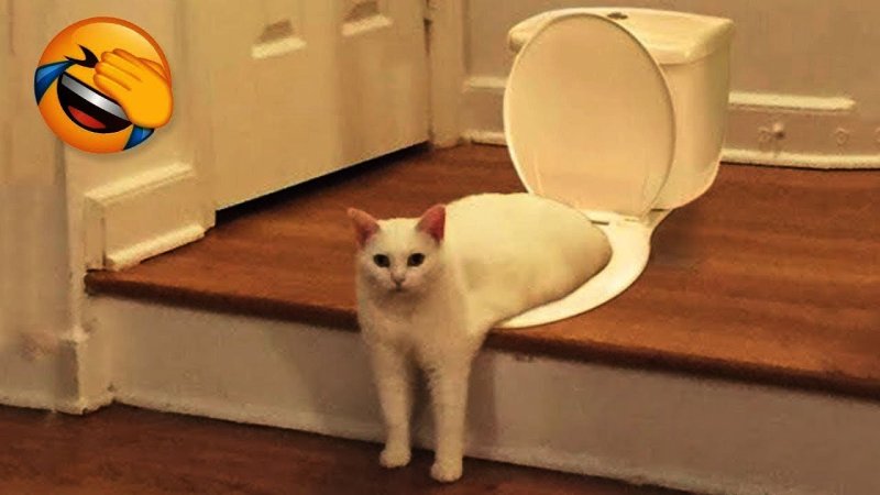 Белый кот качок