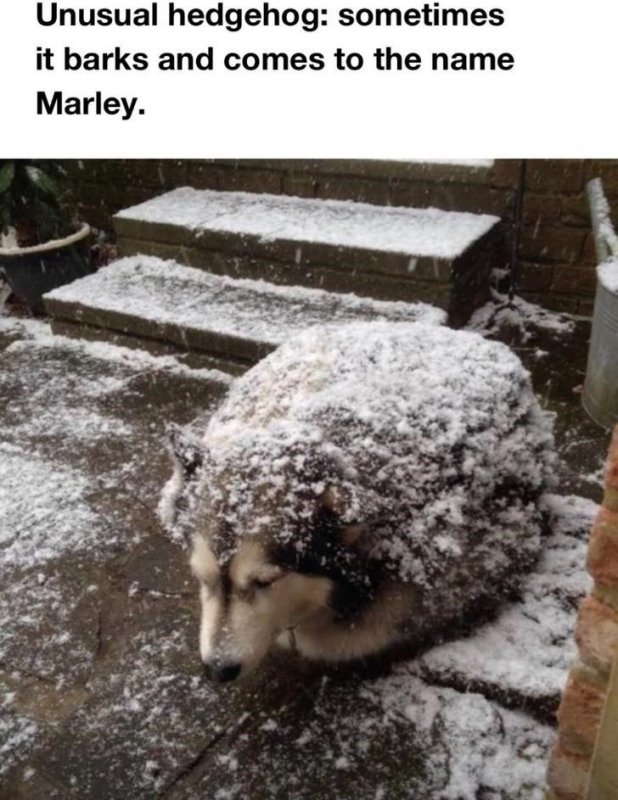 Собака и Ежик