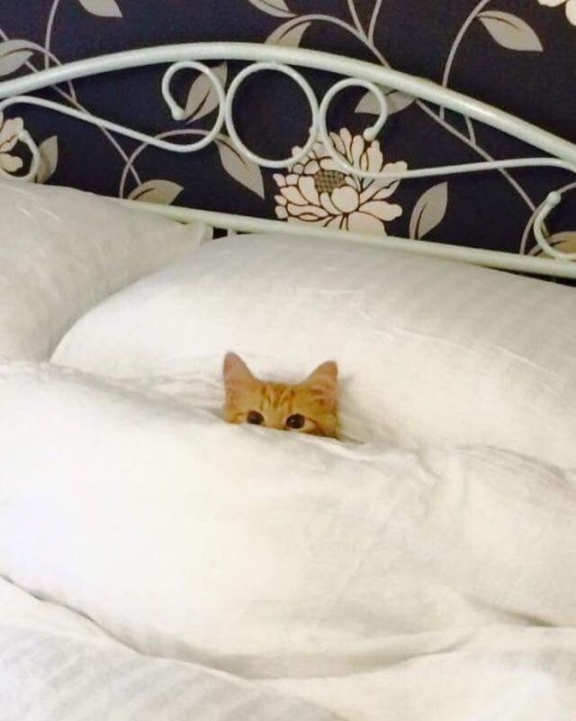 Котик в кроватке