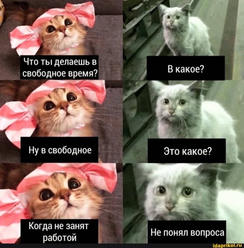 Мемы с котиками