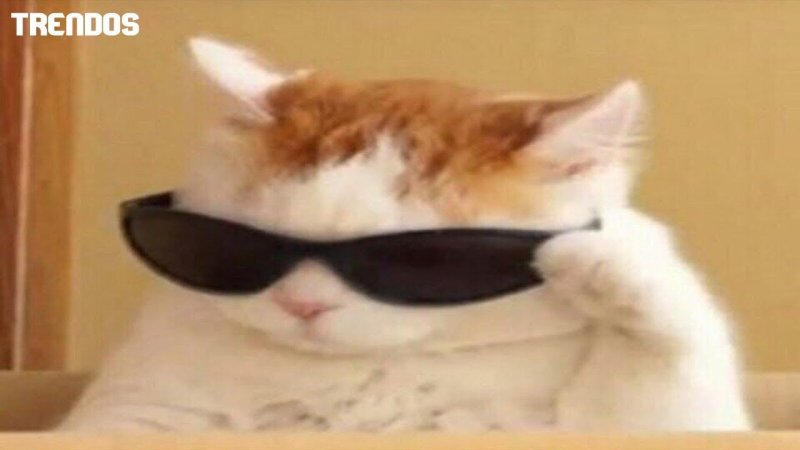 Мемная папка