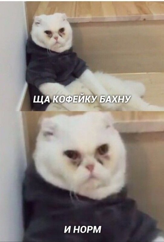 Кофейку бахну и норм кот