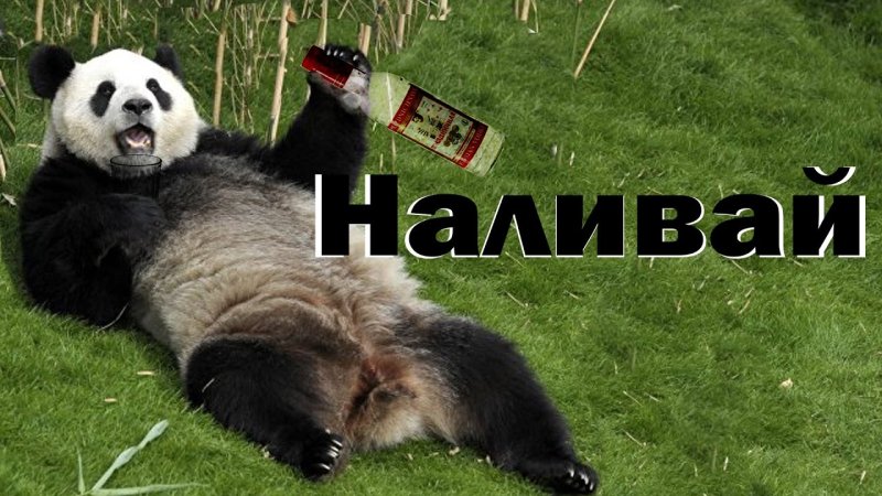 Панда бухает