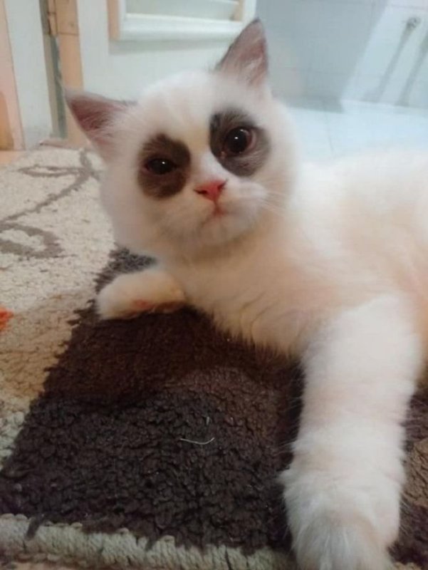 Кот с мешками под глазами Мем